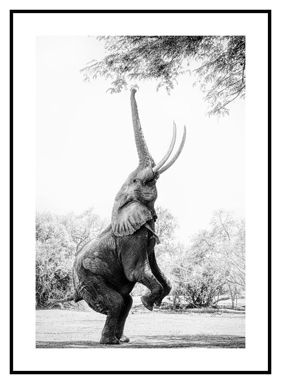 Balancing Elephant Poster (30x40 cm) - Poster Store