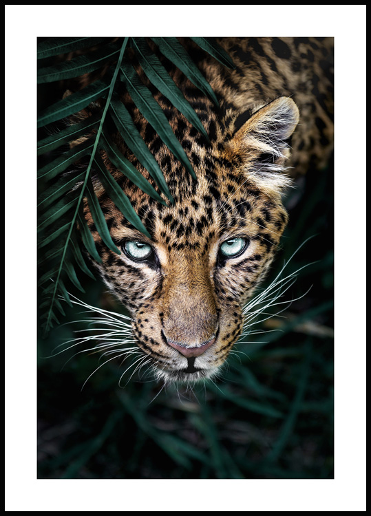 vejspærring sidde Håndskrift Vild Leopard Plakat - Vilde dyr plakater