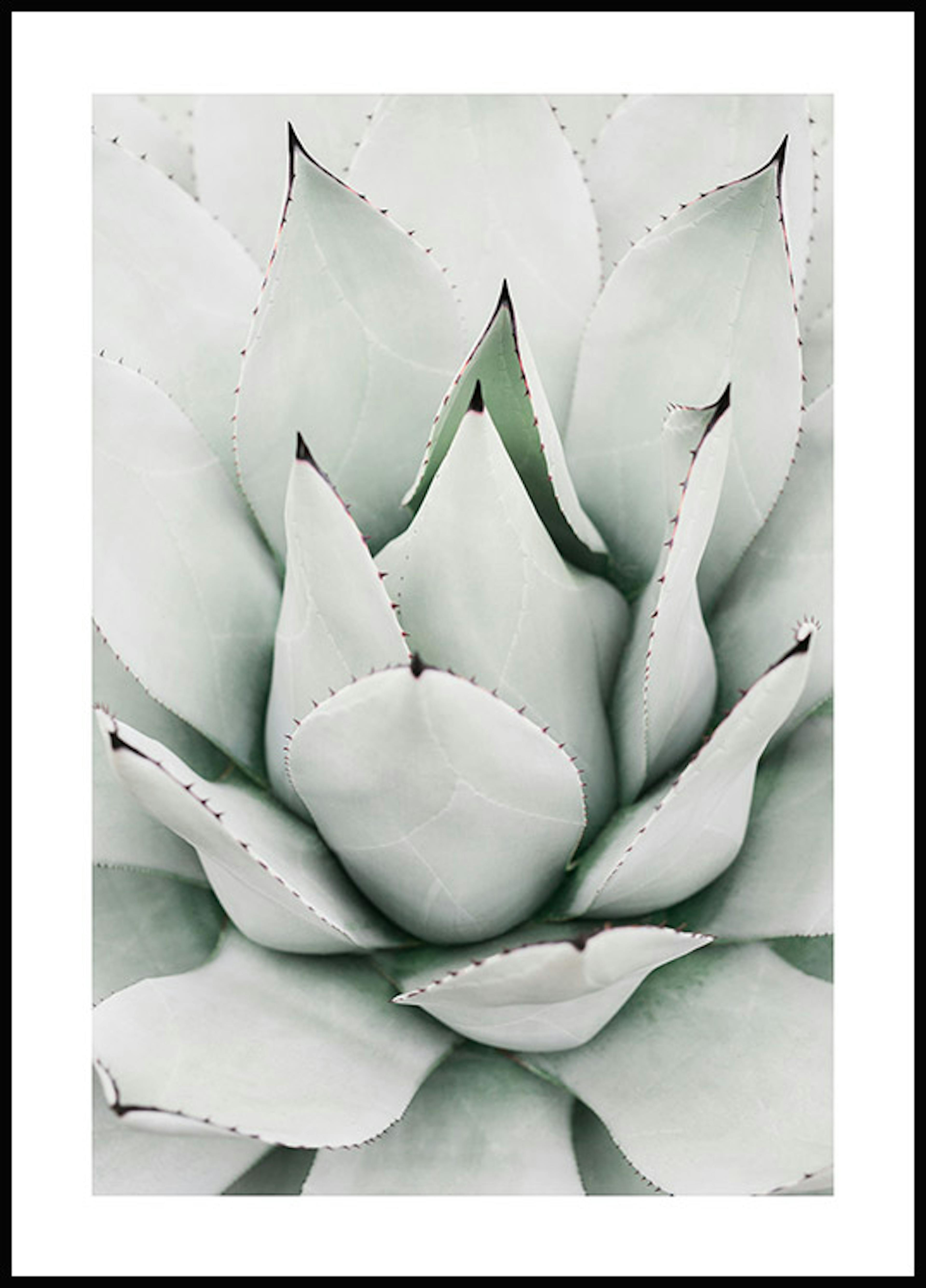 Green Agave Poster 0