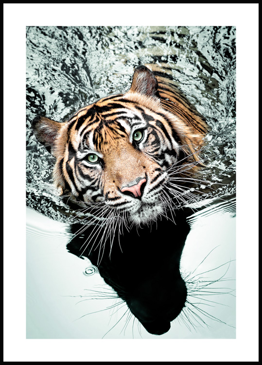 Schwimmender Tiger Poster - Wandbilder Tiger