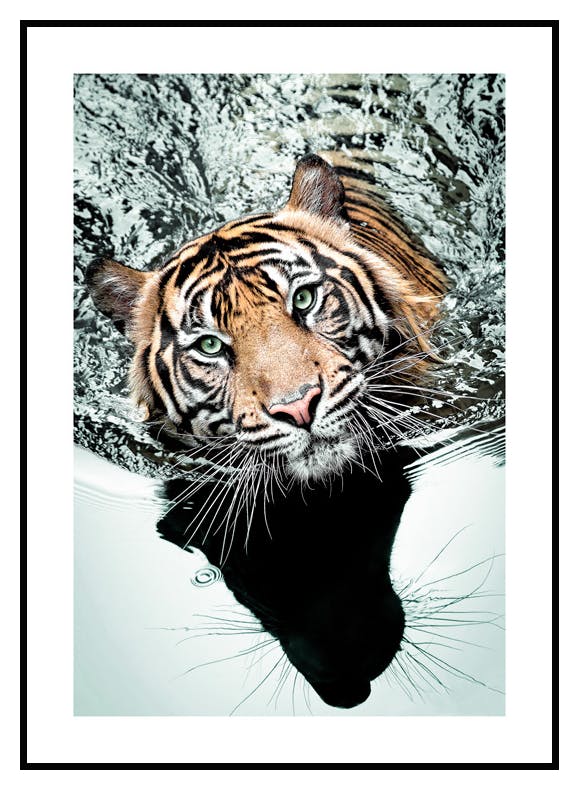 Plakat Tygrys W Wodzie (30x40 cm) - Poster Store