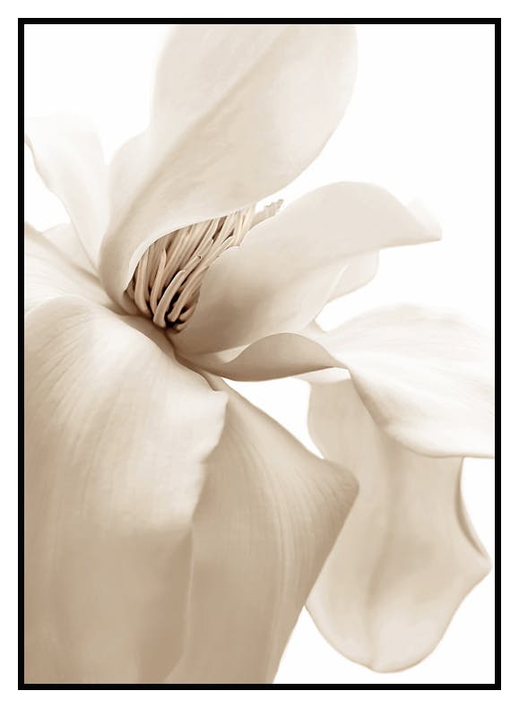 Beige Magnolien Poster (21x30 cm) - Poster Store