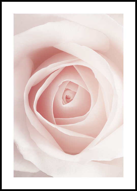 Roses de couleur vieux rose d'Editors Choice en poster, tableau sur toile  et plus