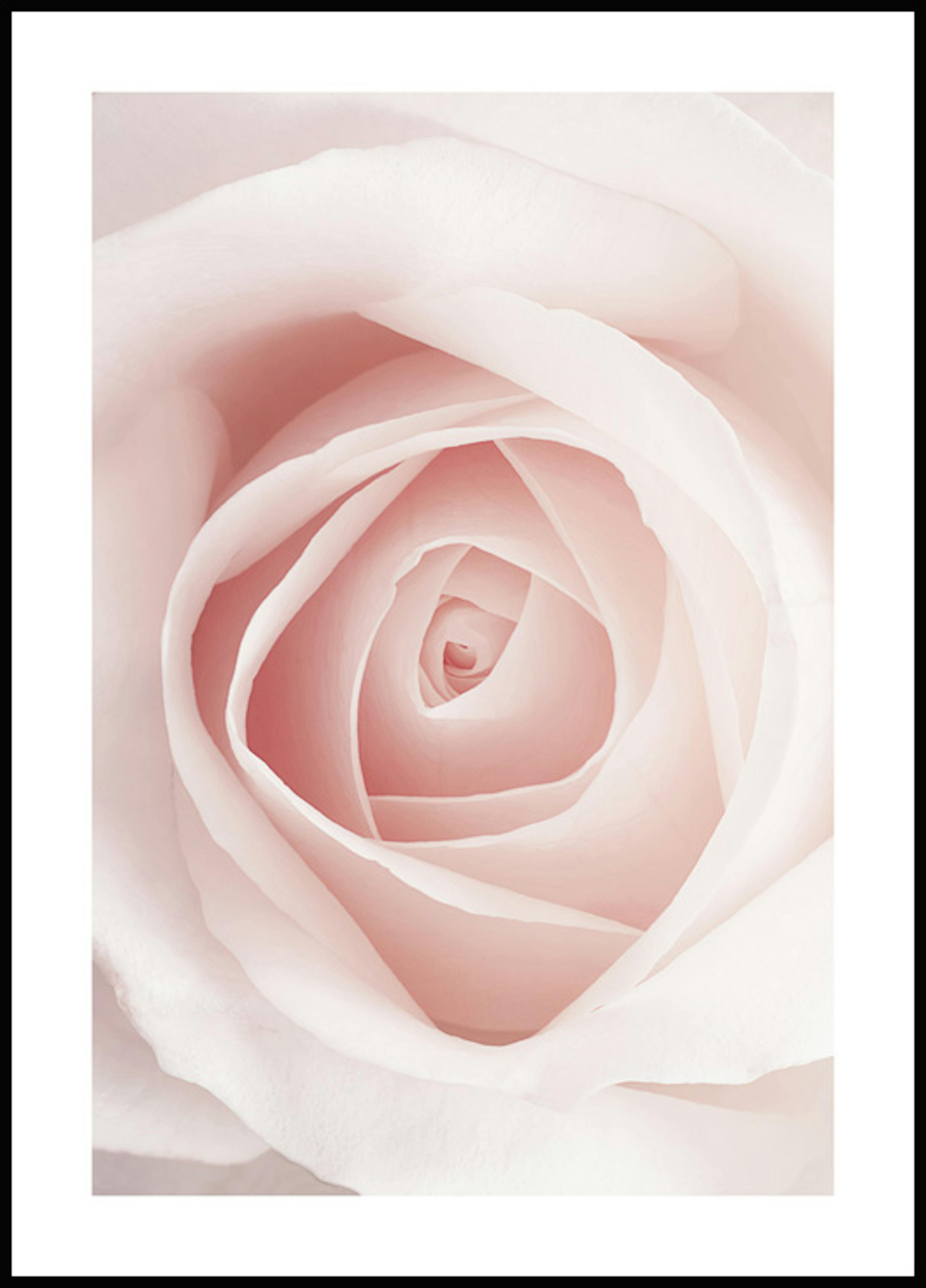창백한 핑크 로즈 포스터 0