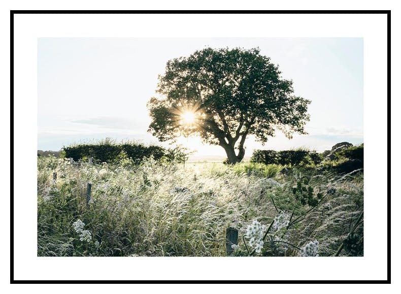 Sunset Behind Tree Poster (30x40 cm) - Poster Store