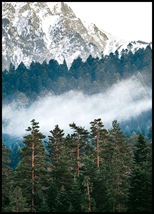 Berge und Wald Poster - Landschaftsposter