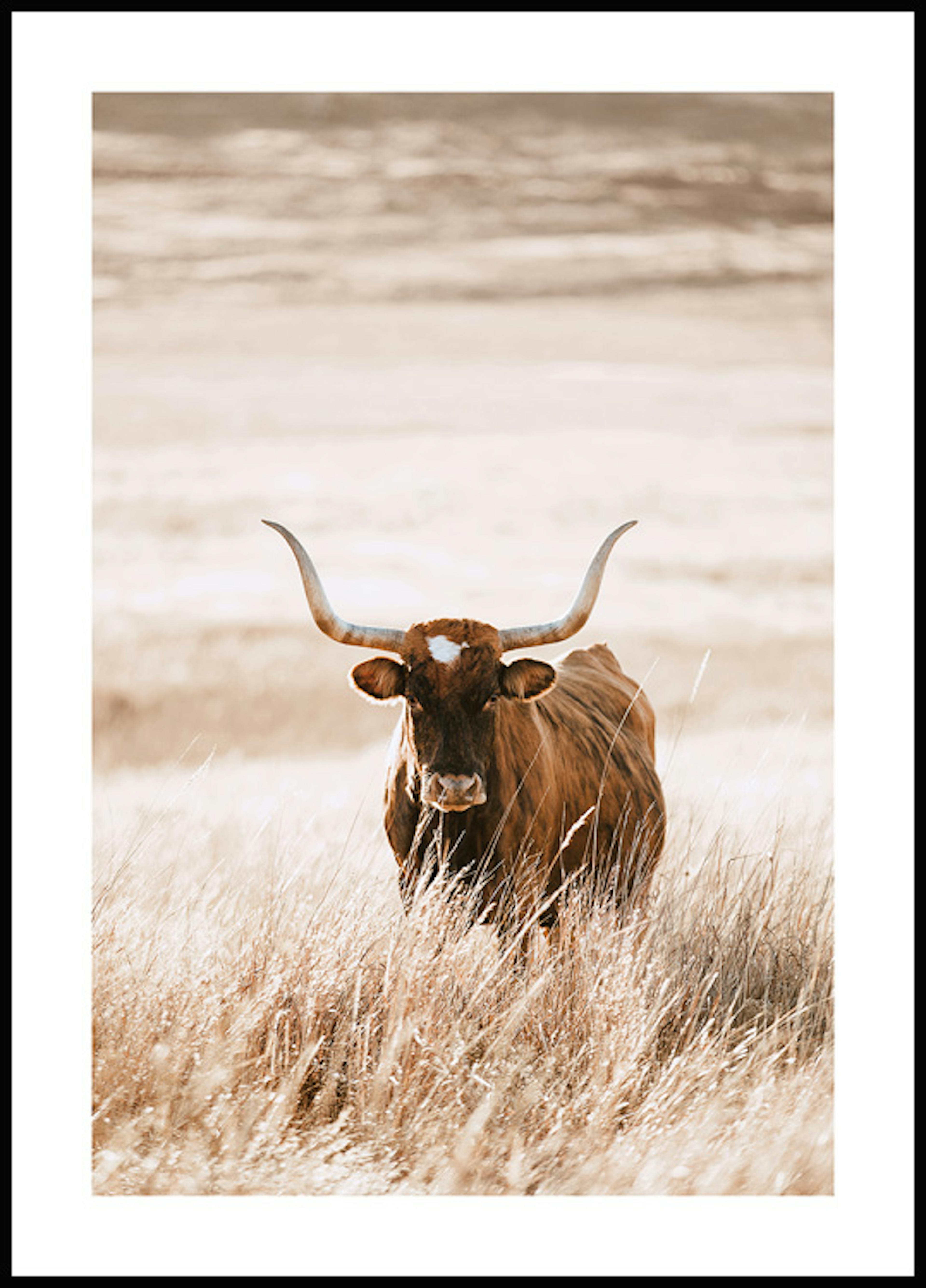Plakat Krowa Longhorn 0