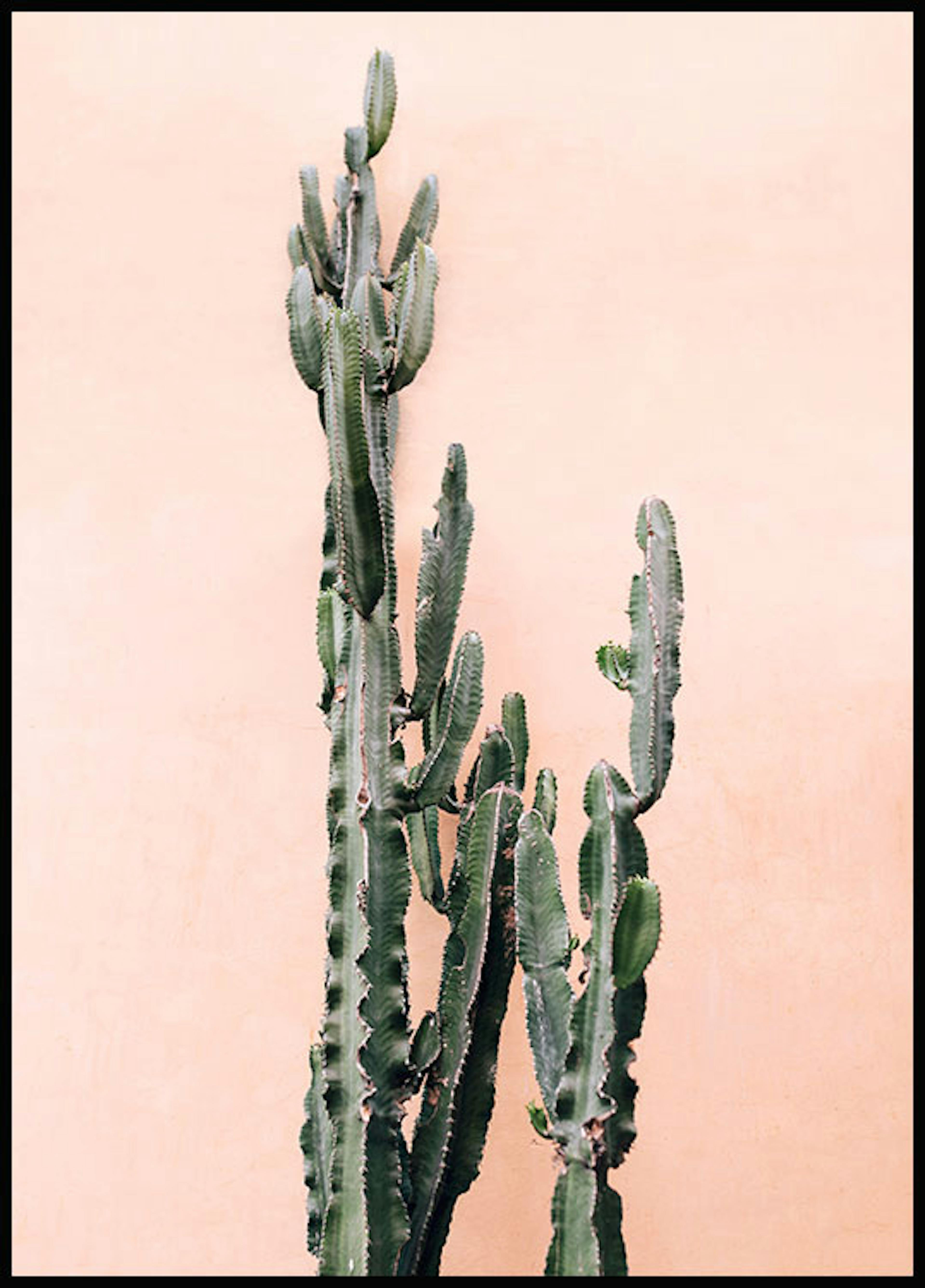 Rosa Vägg Kaktus Poster 0