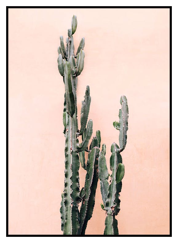 Rosa Vegg Kaktus Plakat (30x40 cm) - Poster Store