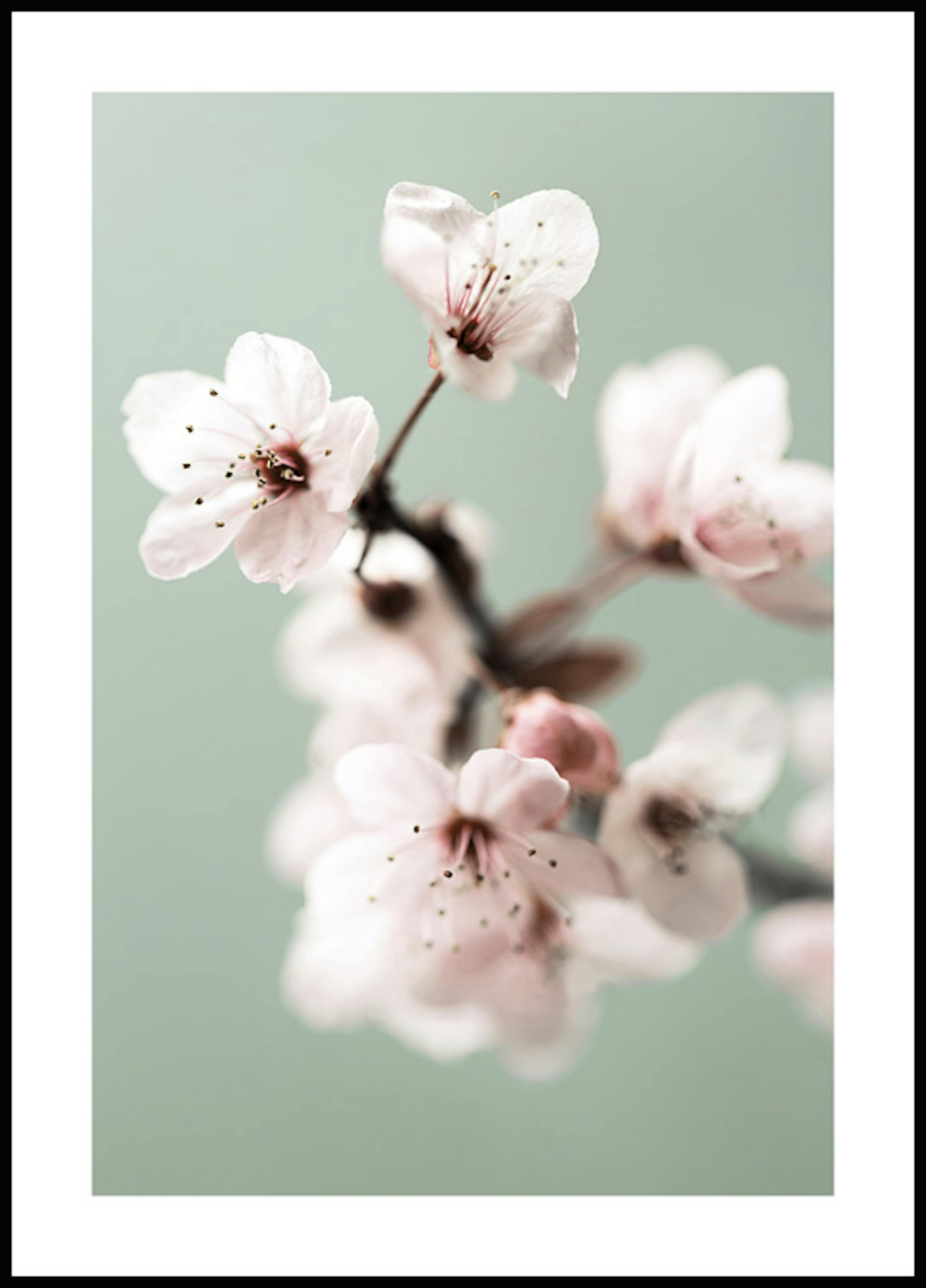 桜の花 ポスター 0
