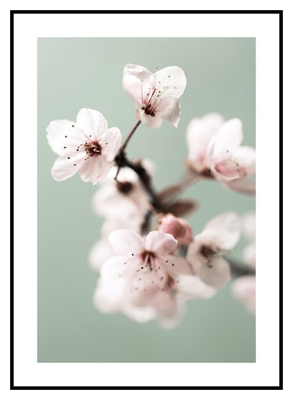 Kirsebærblomst Poster (21x30 cm) - Poster Store