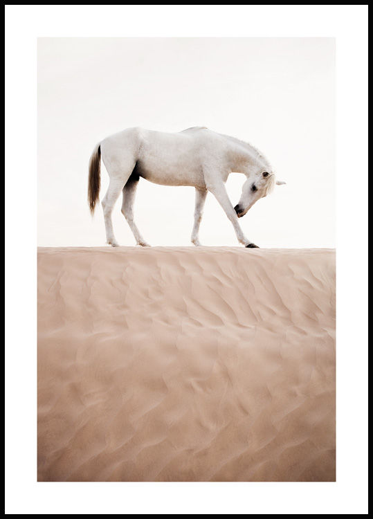 Woestijn Paard - Paarden poster