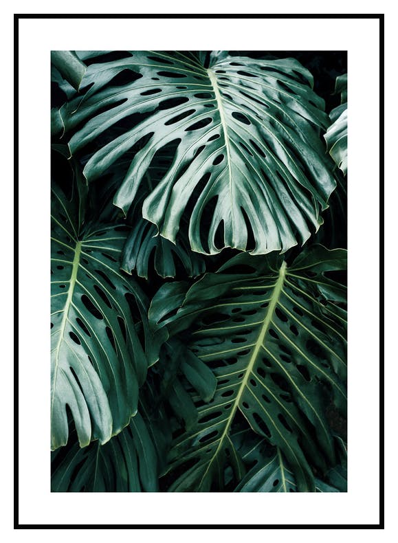 Mørk Monstera Poster (30x40 cm) - Poster Store