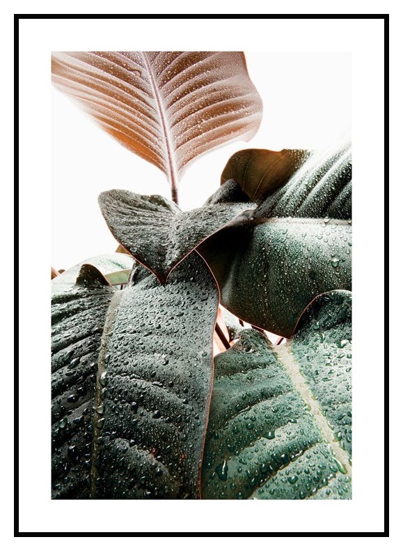 Dråper på Blad Poster (50x70 cm) - Poster Store