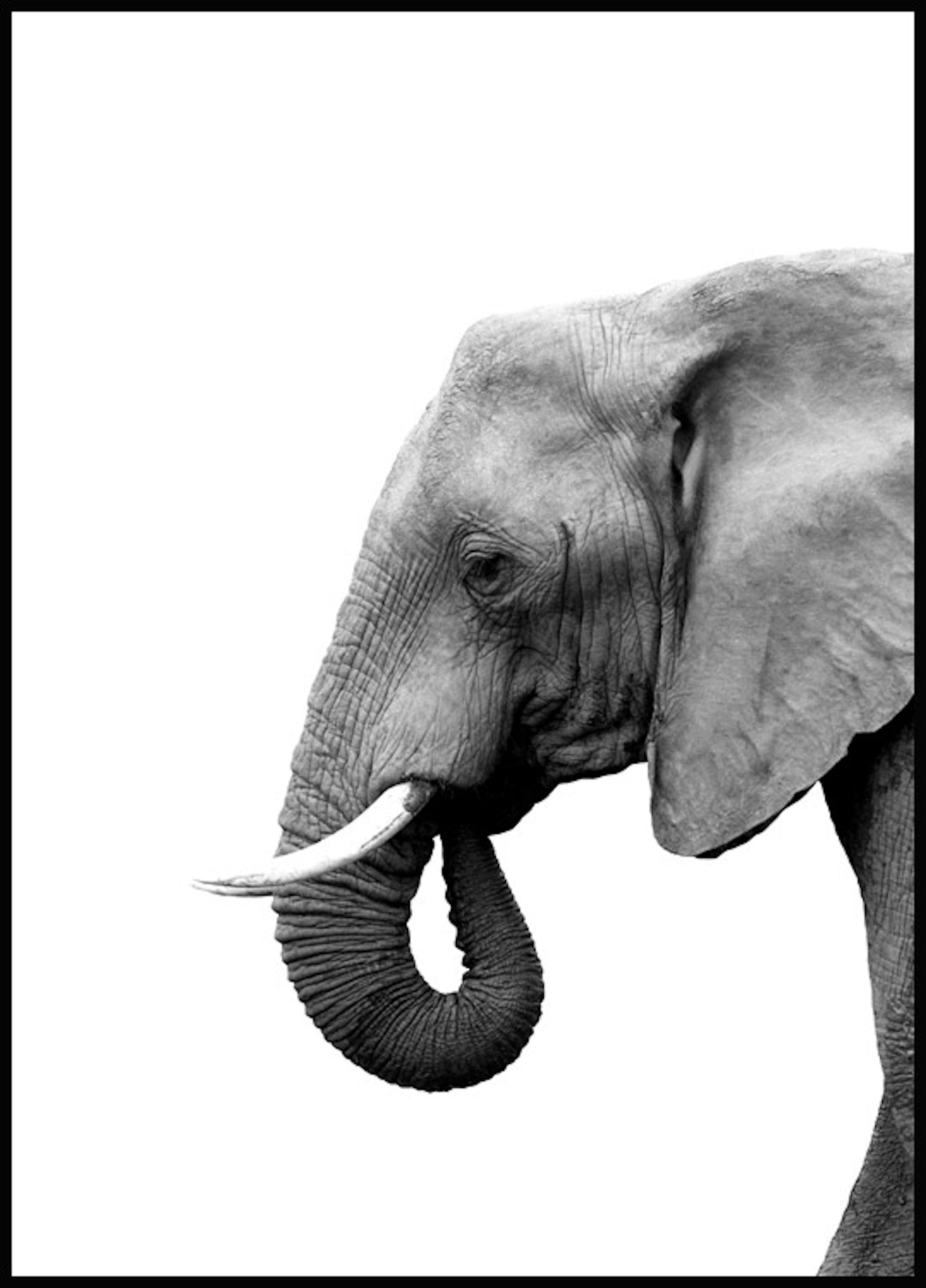 Elefánt profilból poszter 0