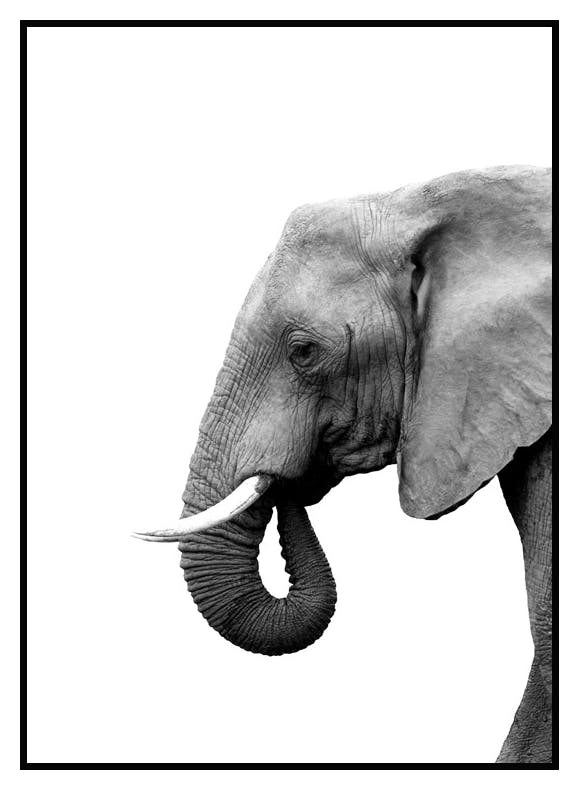 Elefant Profil Poster (30x40 cm) - Poster Store