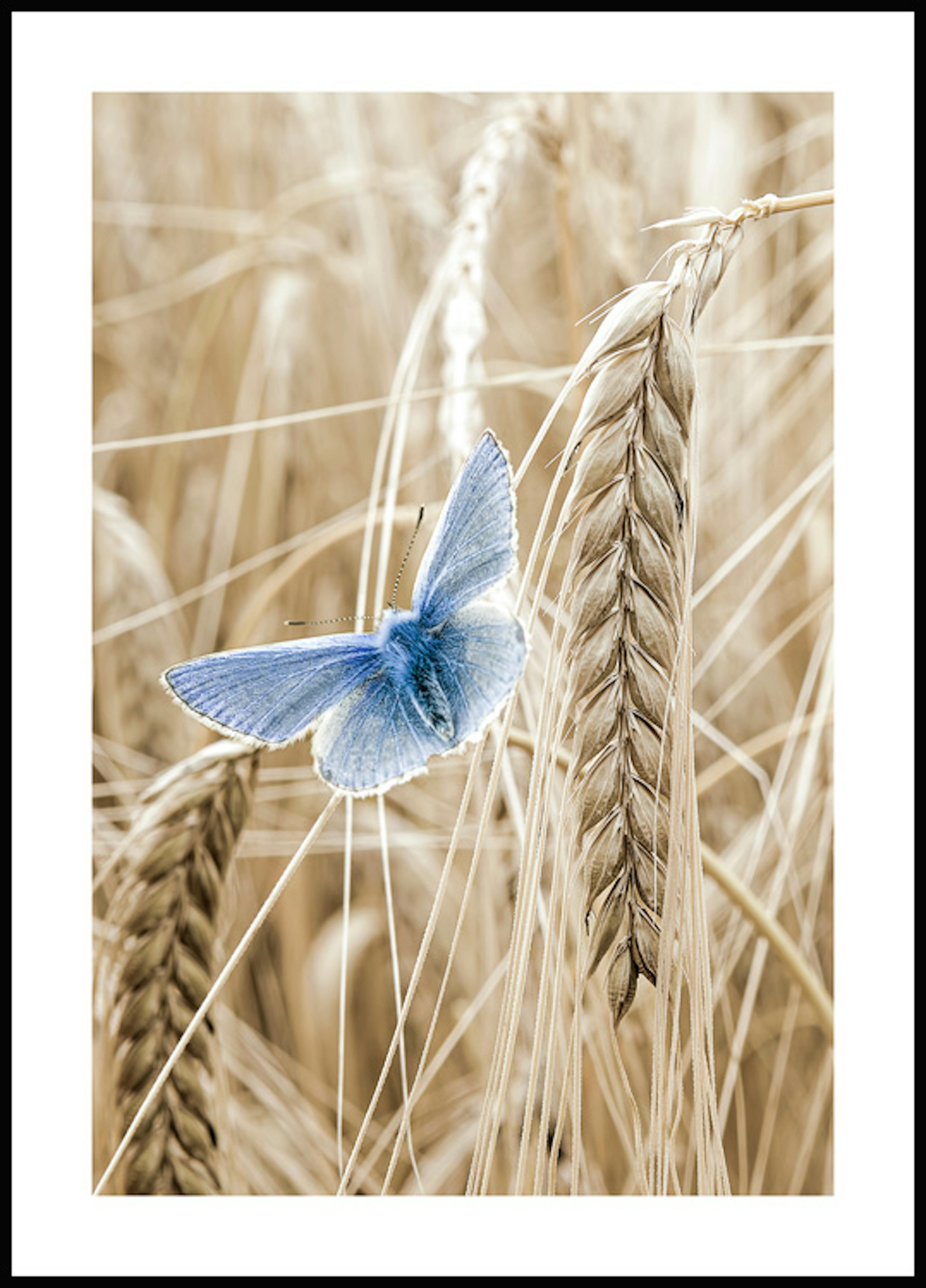 보리밭 파란 나비 포스터 0