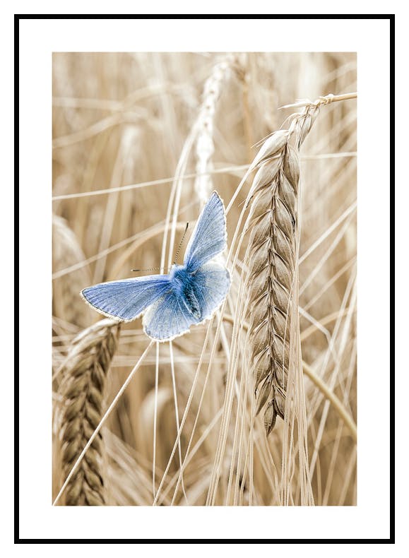 Butterfly Barley Poster (21x30 cm) - Poster Store