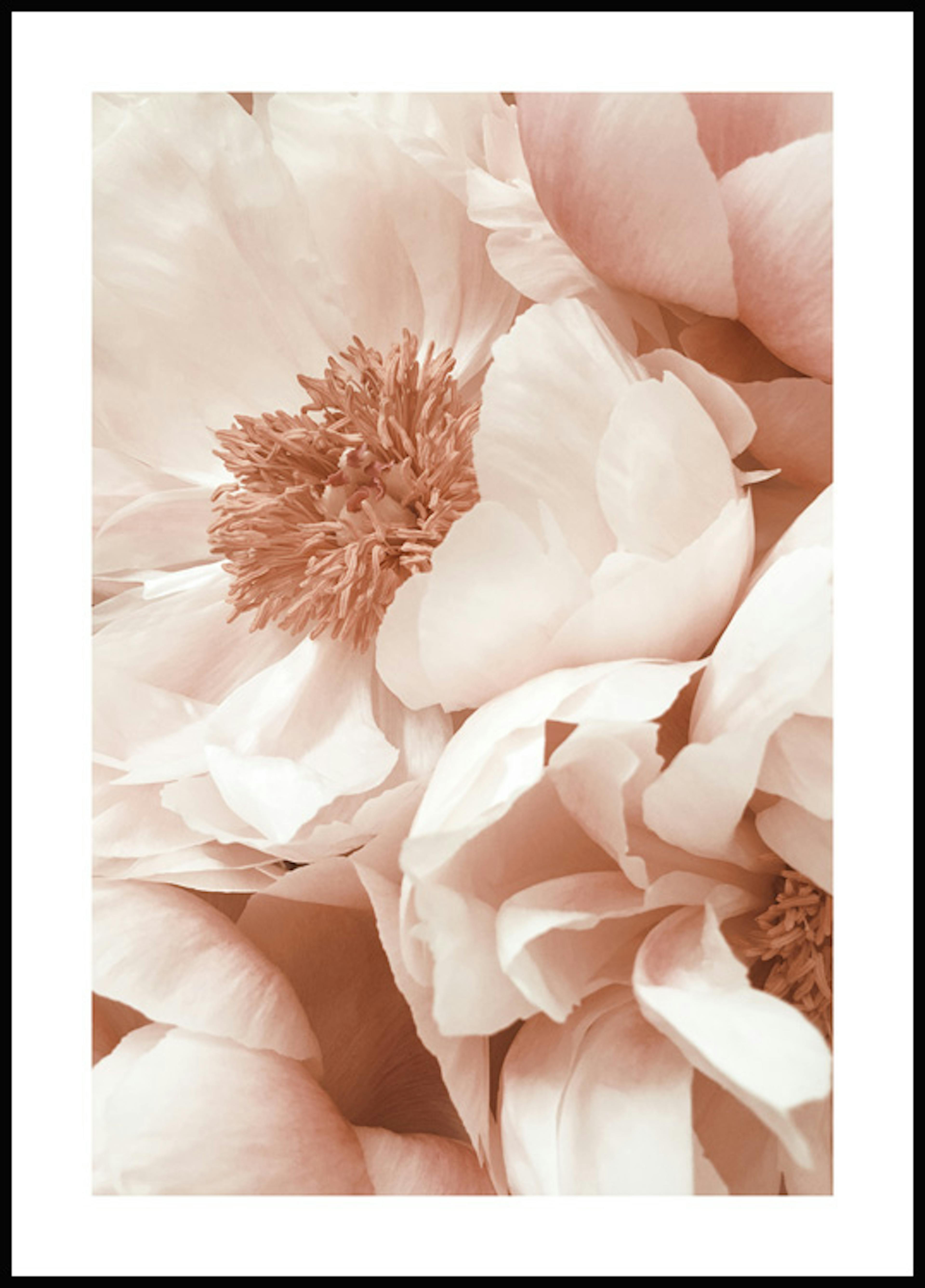 Peonie in fiore Poster 0