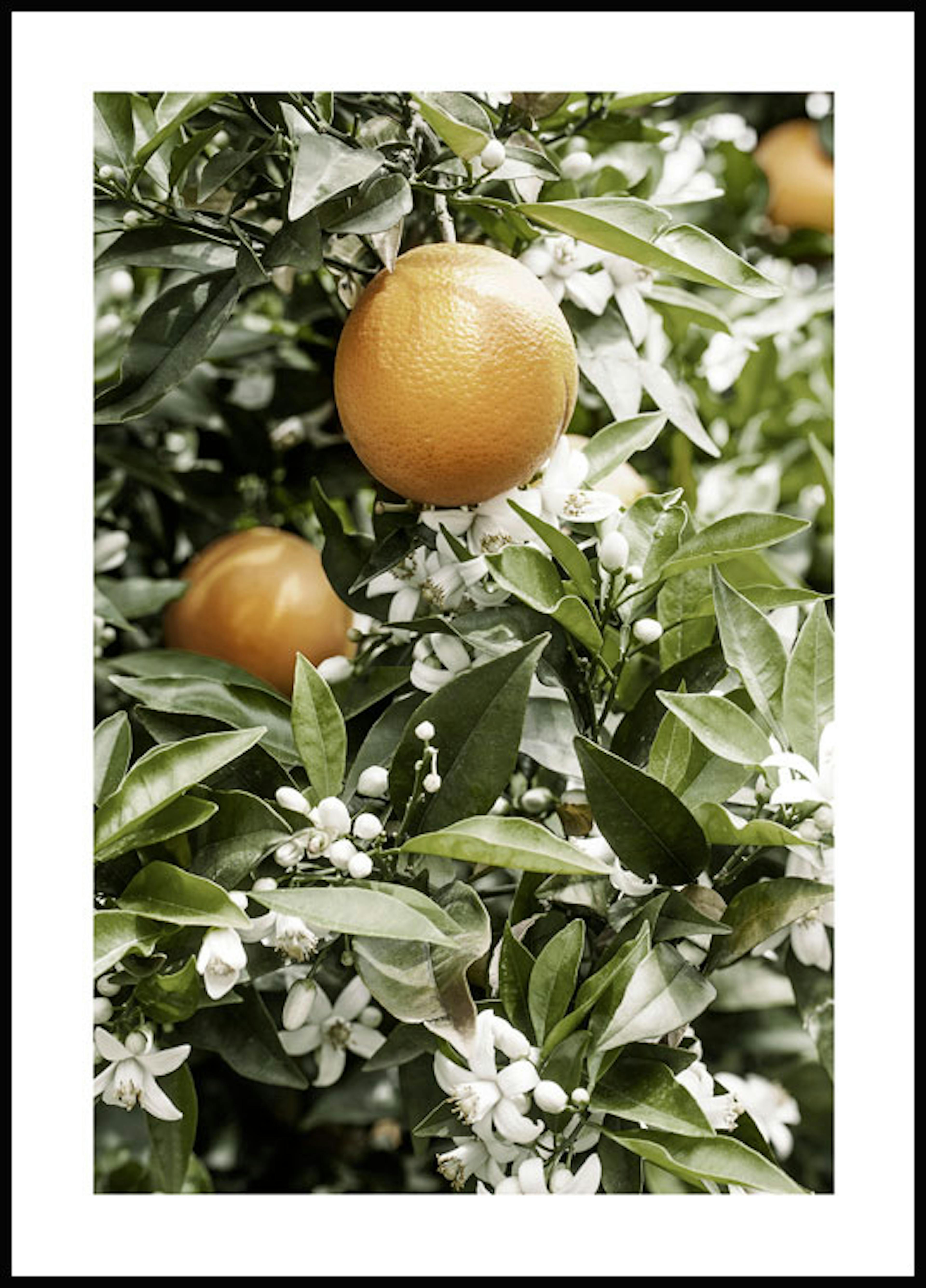 Sinaasappelboom Poster 0
