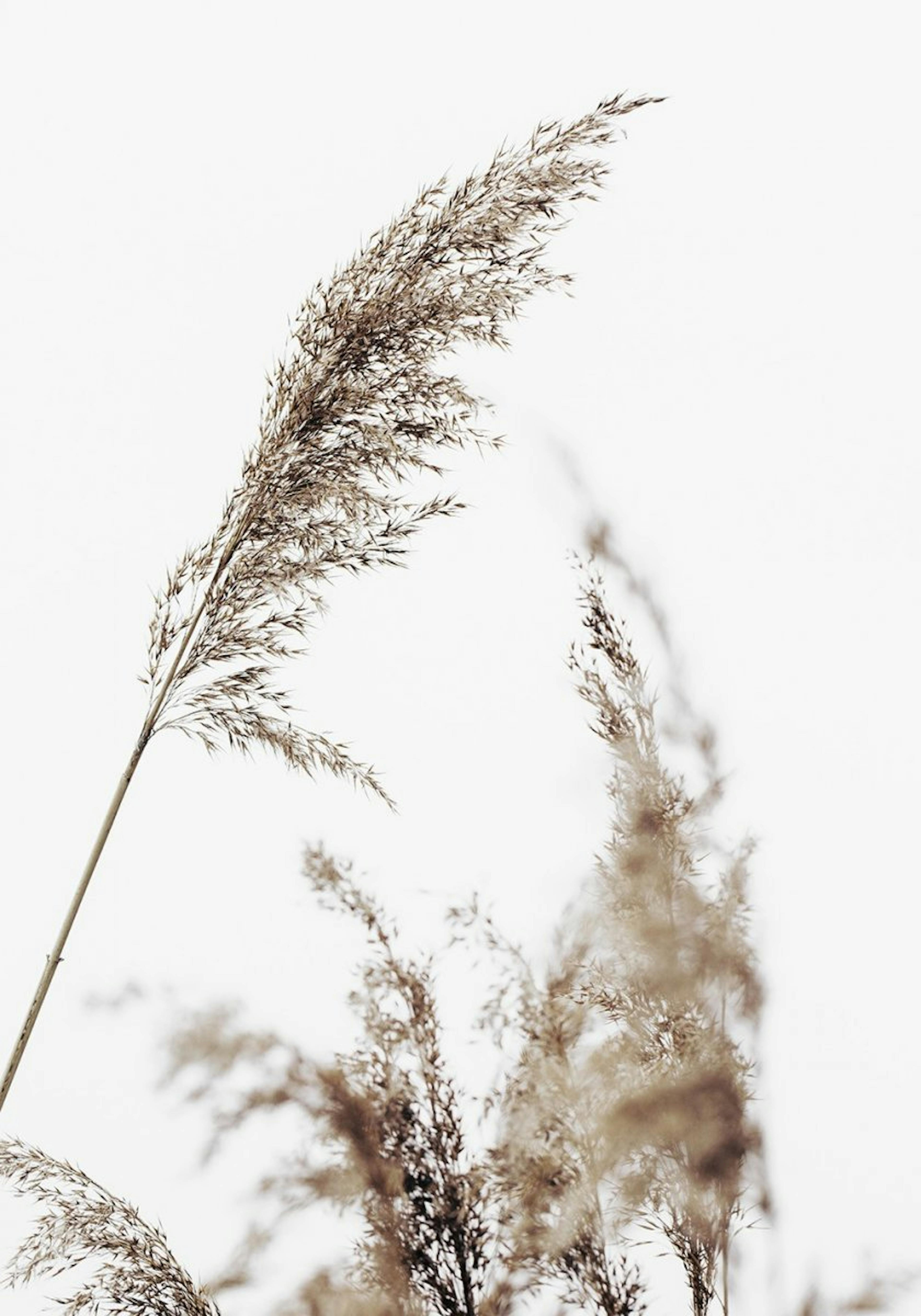 Grass Poster 0