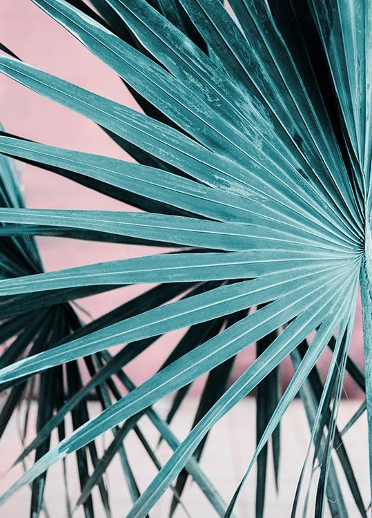 Colourful Palm Leaves Poster 0