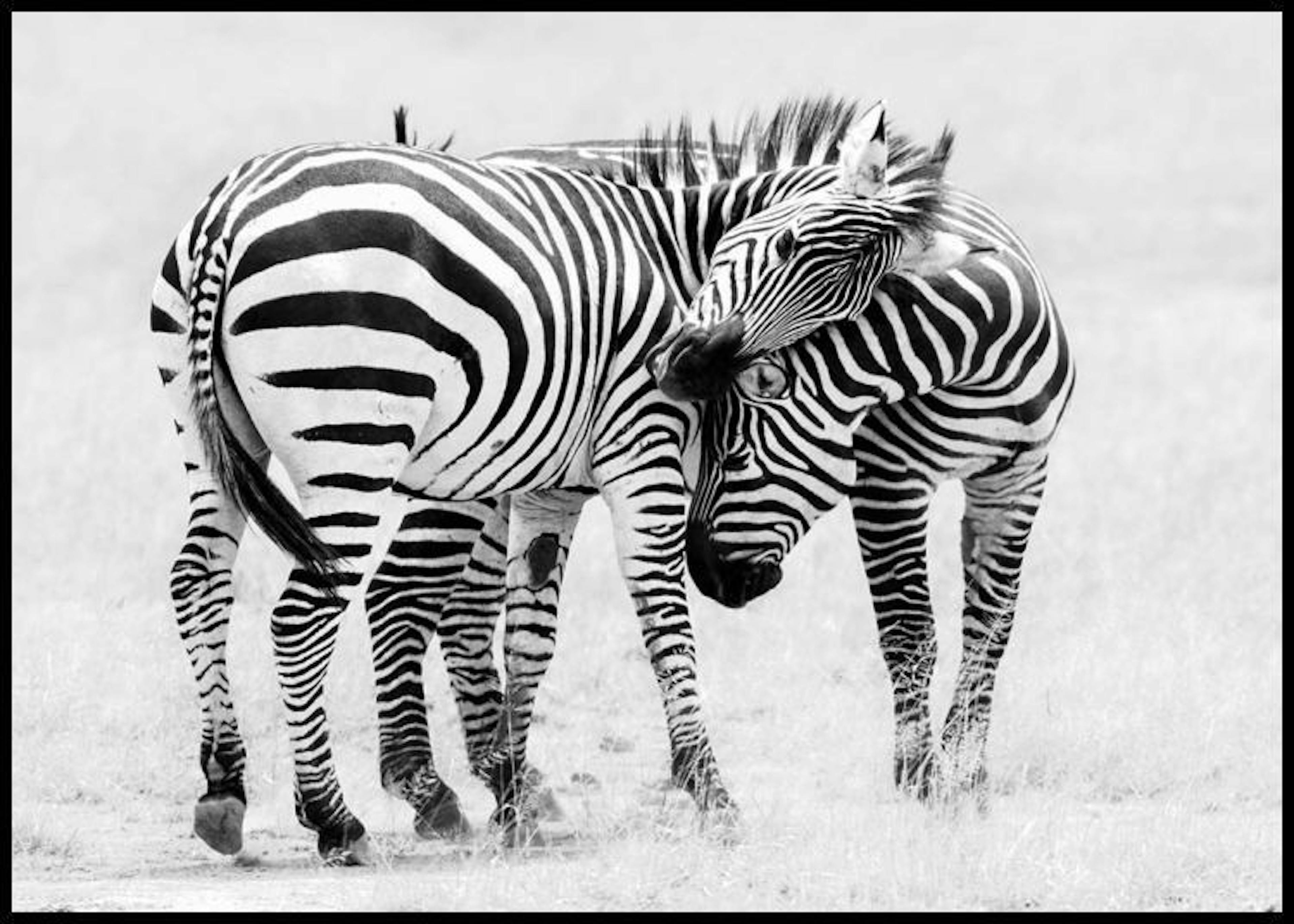 Zebra Love Plakat 0