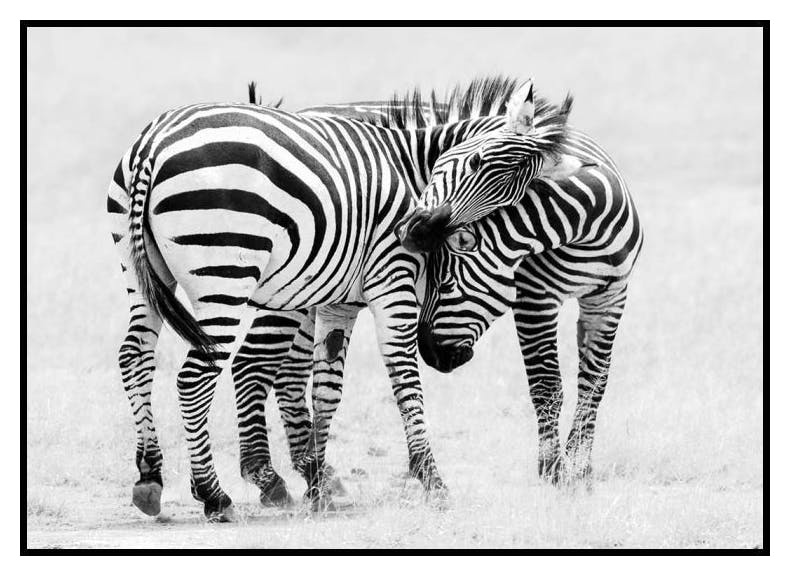Zebra Love Poster (30x40 cm) - Poster Store