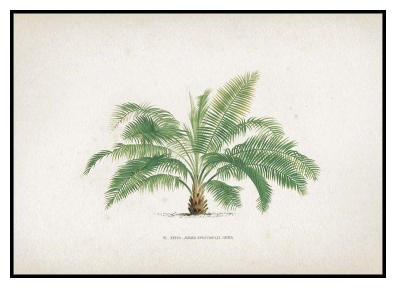 Vintage Kollektion Nr3 Poster (50x70 cm) - Poster Store