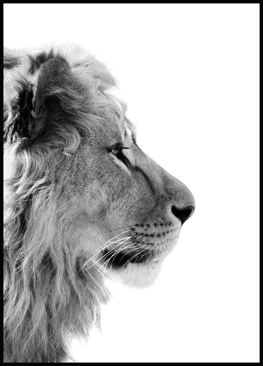 Löwe Profil Poster - Schwarz-Weiß Tierposter 