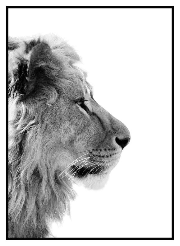 Lion Profile Poster (30x40 cm) - Poster Store