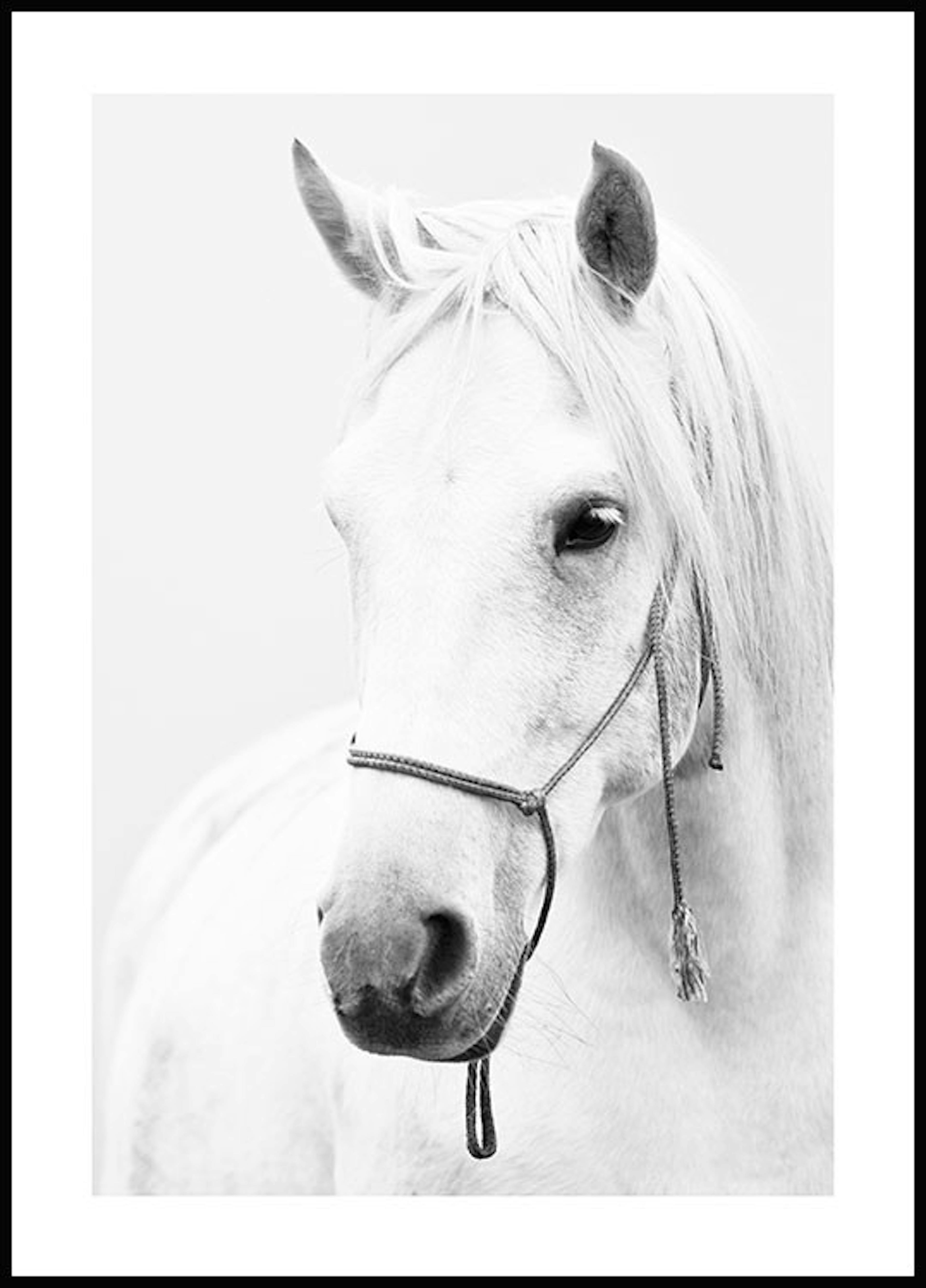 White Stallion Plakat 0