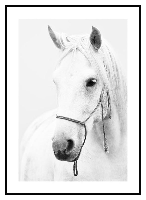 White Stallion Poster (30x40 cm) - Poster Store