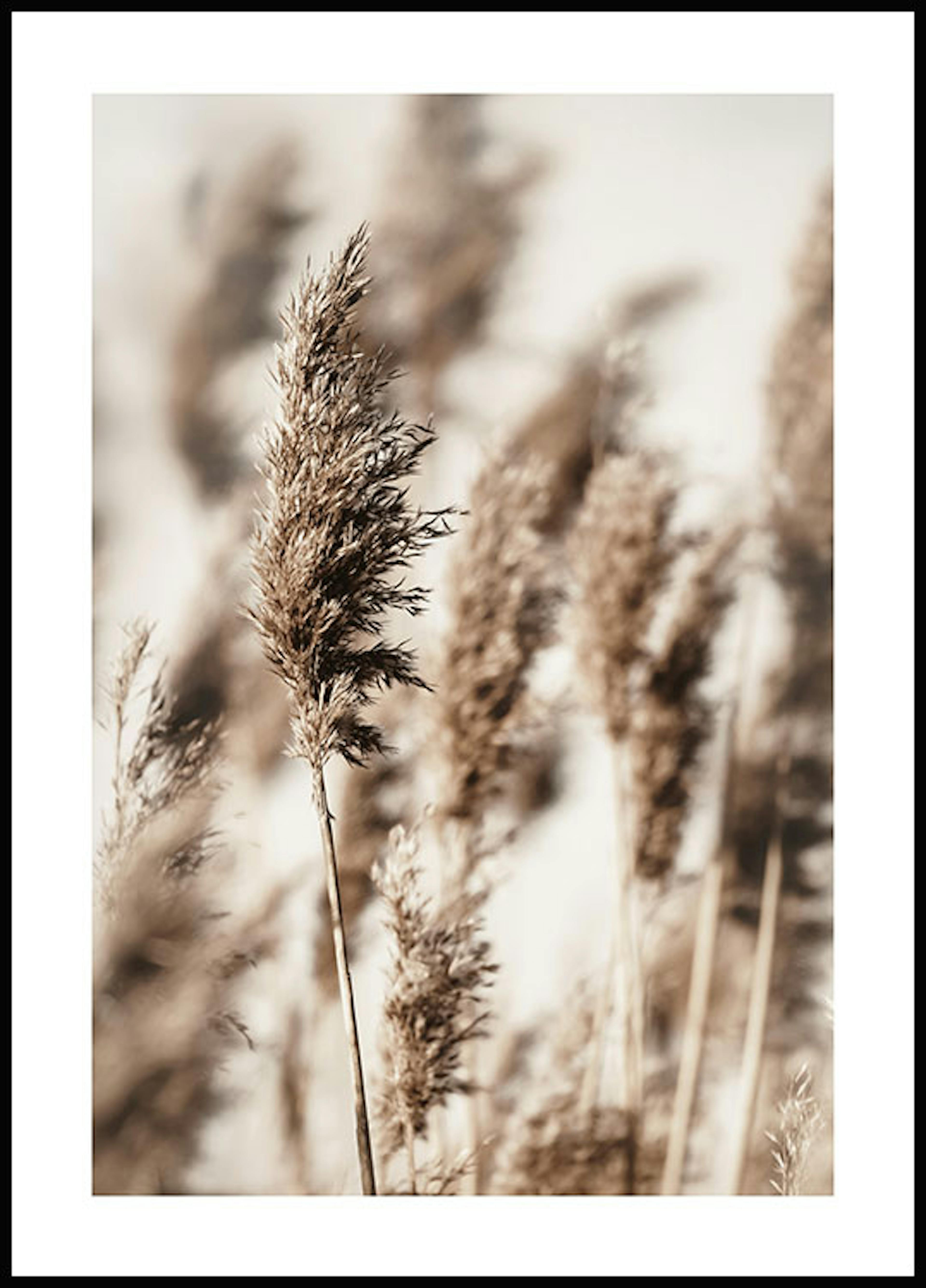Reed Grass Poster 0