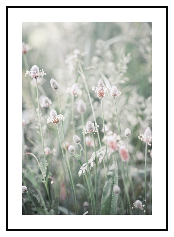 Plakaty Kwiaty Na Łące (21x30 cm) - Poster Store