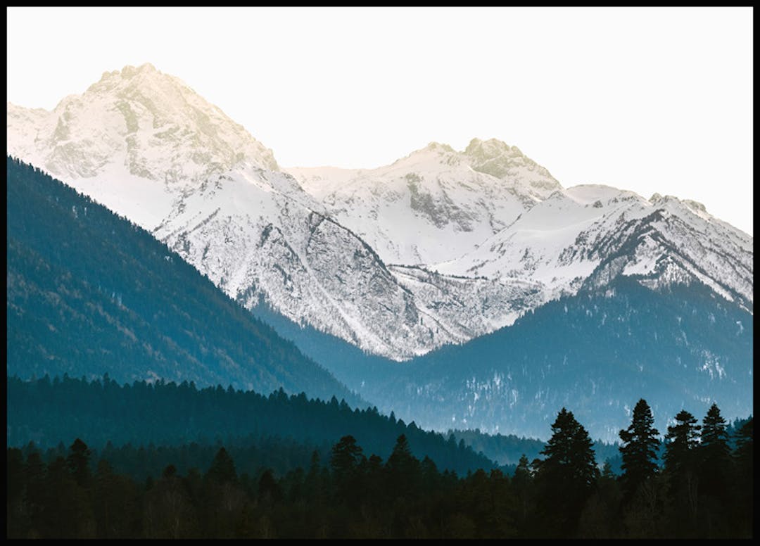 Forest prints Posterstore.ie