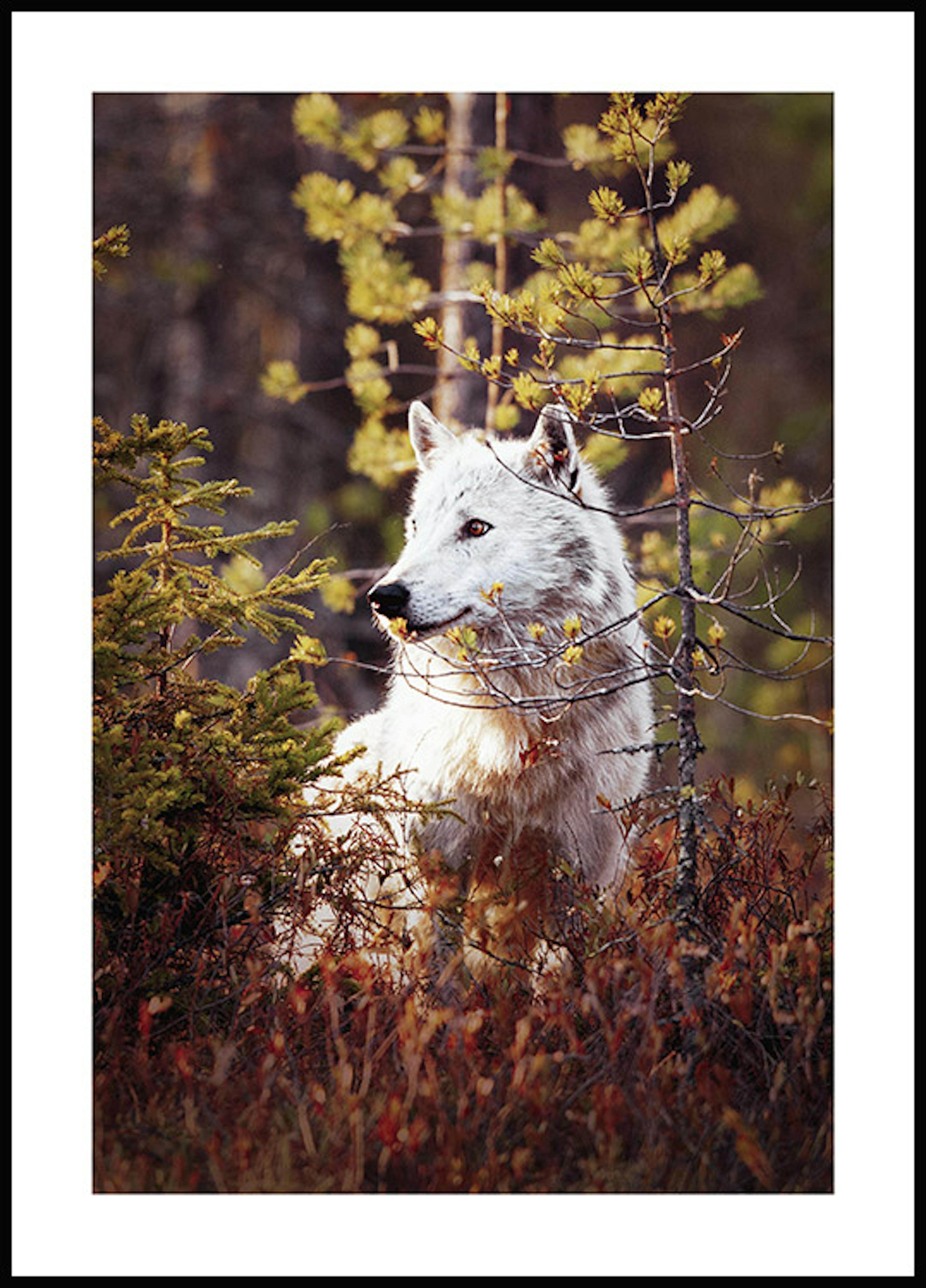 لوحة لصورة الذئب في الغابة 0