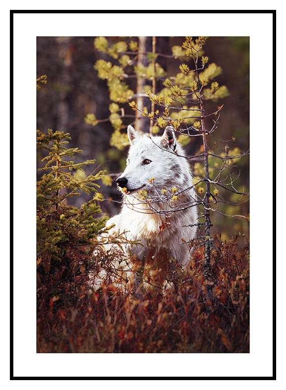 Wolf im Wald Poster (30x40 cm) - Poster Store