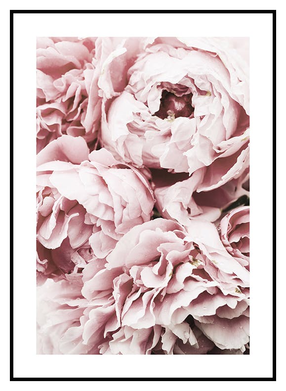 Pink Peony Dream Poster (50x70 cm) - Poster Store