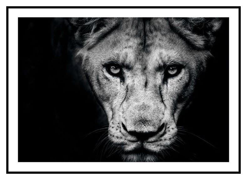 Lwica z bliska Plakat (30x40 cm) - Poster Store