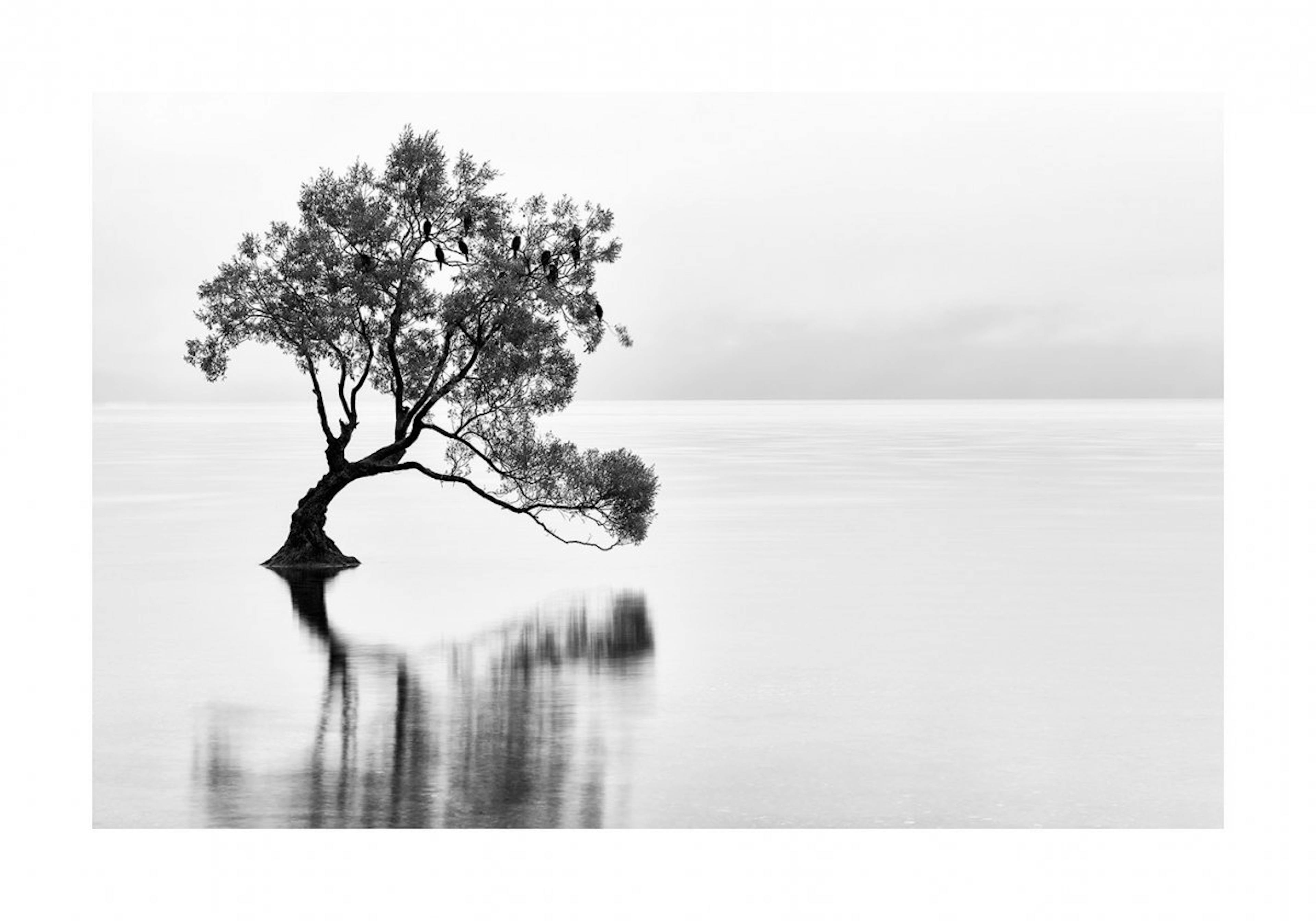 Wanaka Tree Poster 0