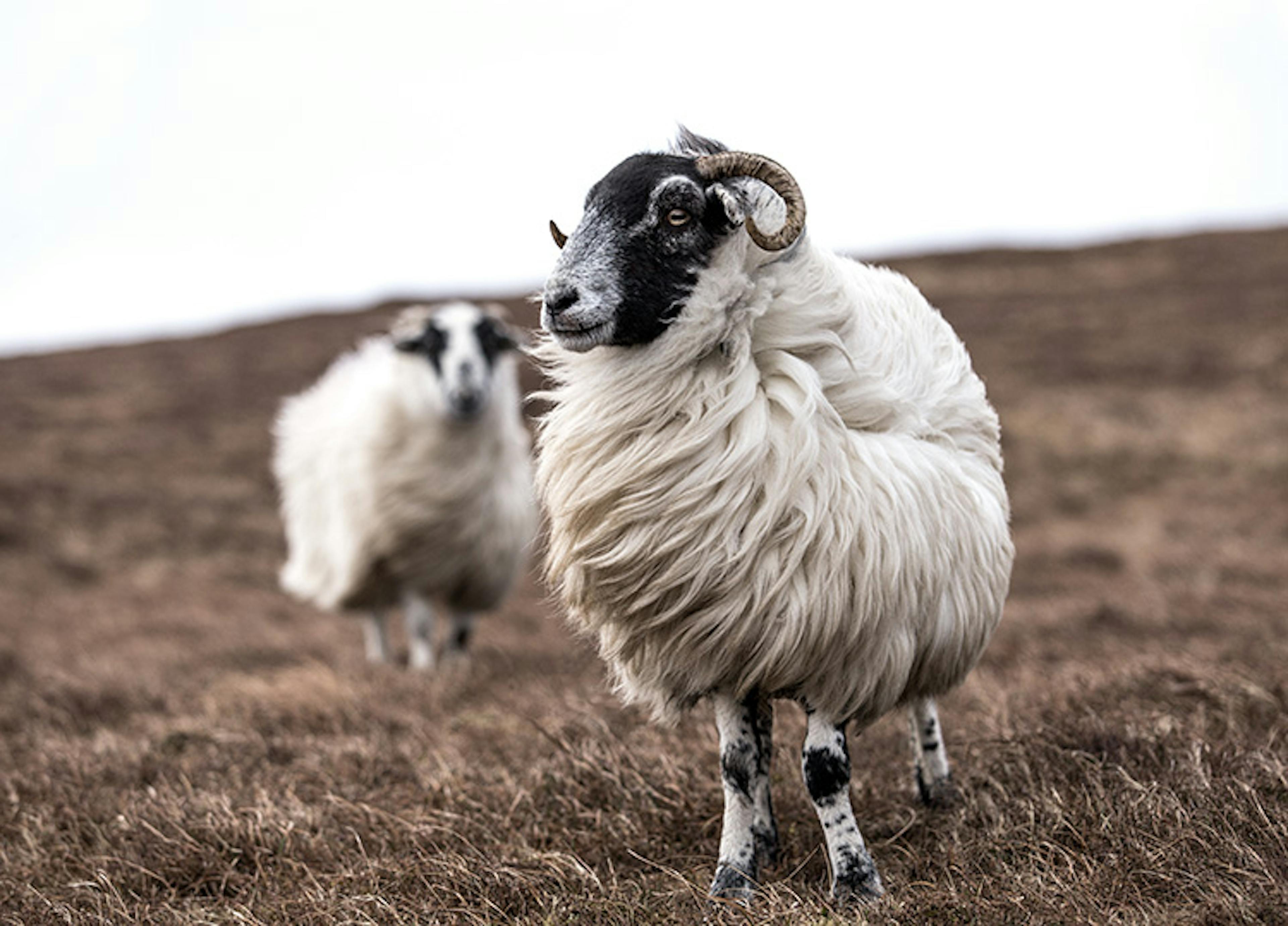 Sheep Poster 0