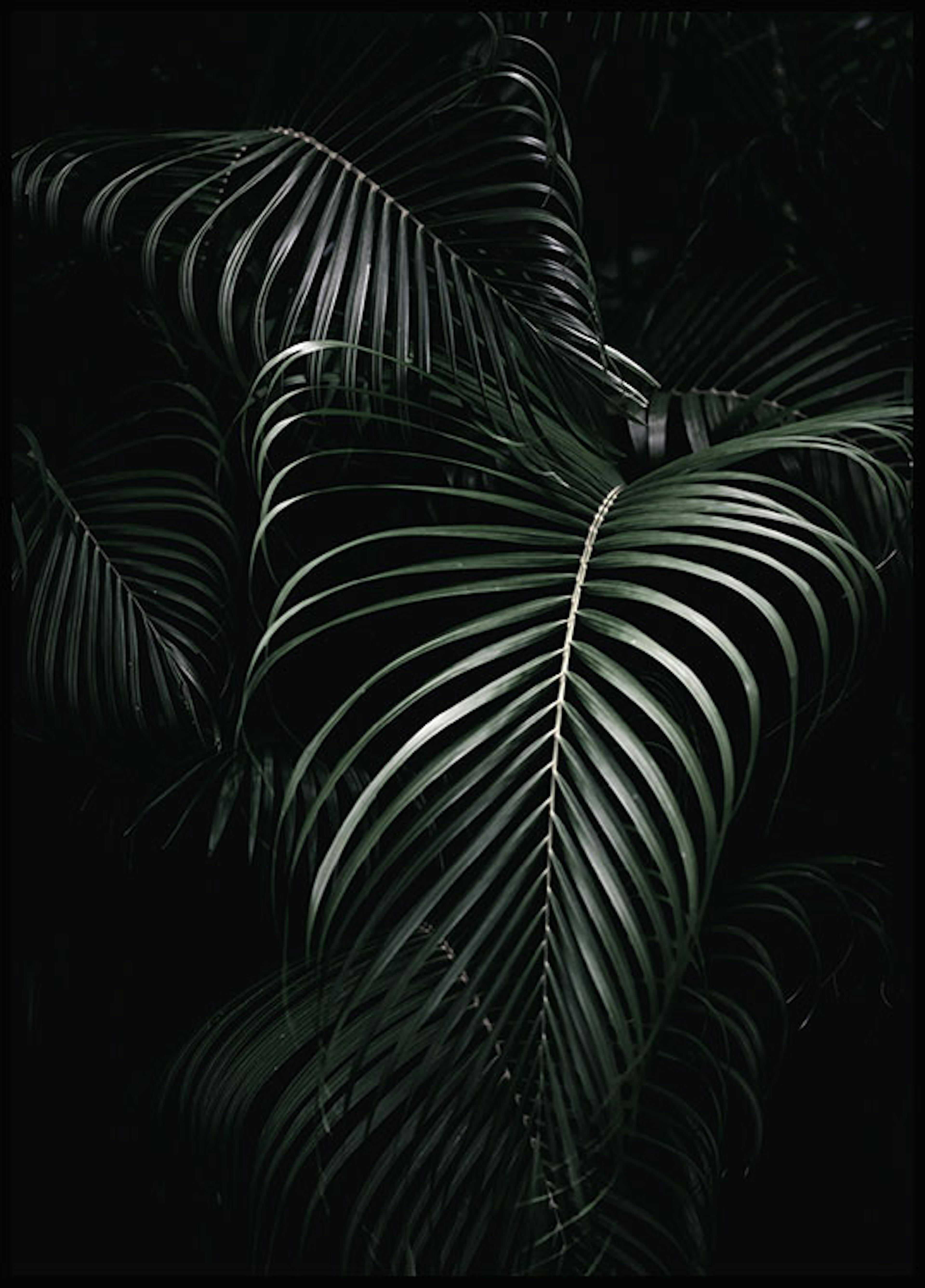 Palm leaves Poster 0