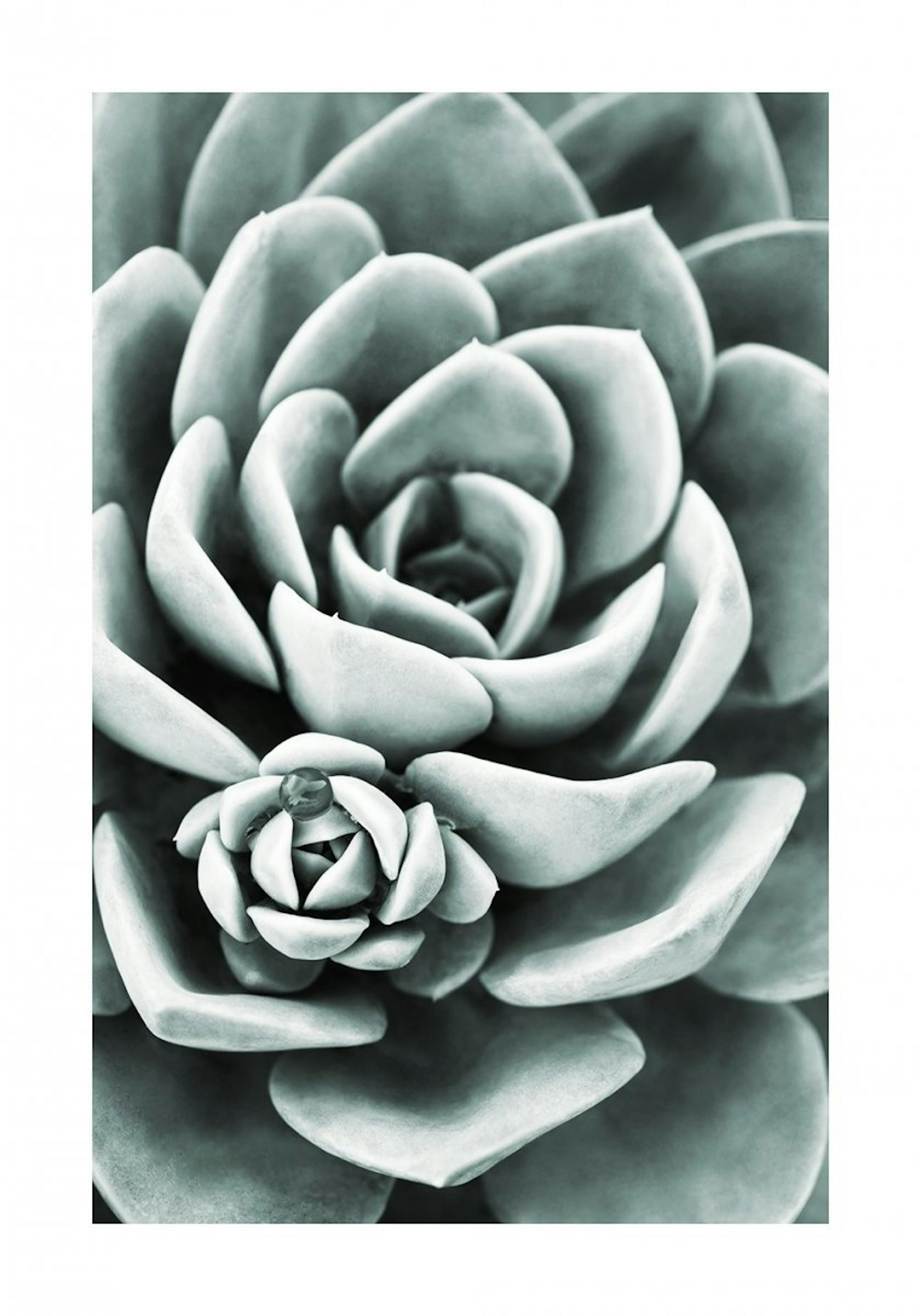 Green Cactus Poster 0