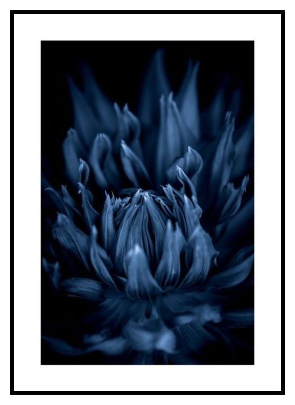 Niebieska dalia Plakat (70x100 cm) - Poster Store