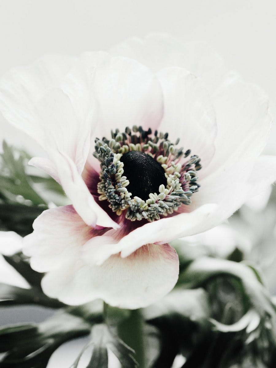 Anemone Flower Poster 0