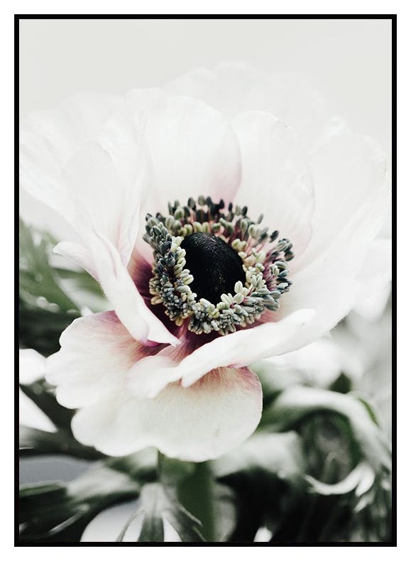 Anemone Flower Affiche (21x30 cm) - Poster Store