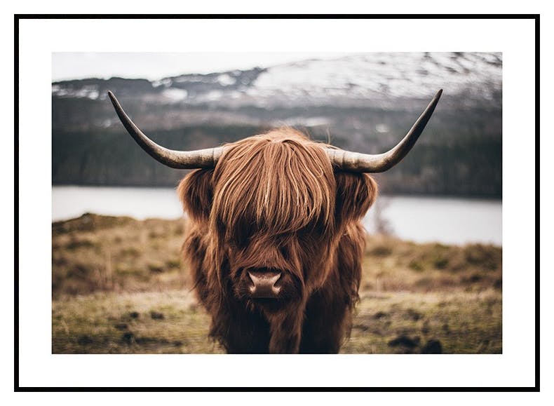Highland Poster (30x40 cm) - Poster Store