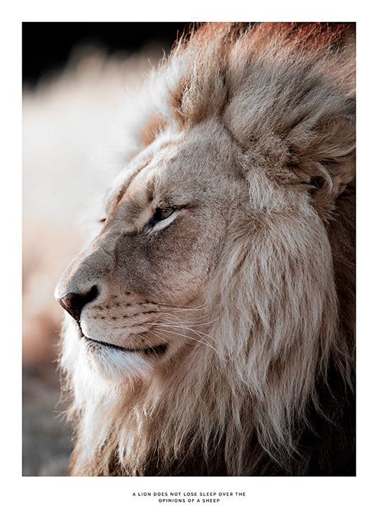 Lion au soleil couchant Poster 0