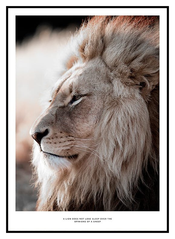 Plakat Lew o Zachodzie Słońca (30x40 cm) - Poster Store